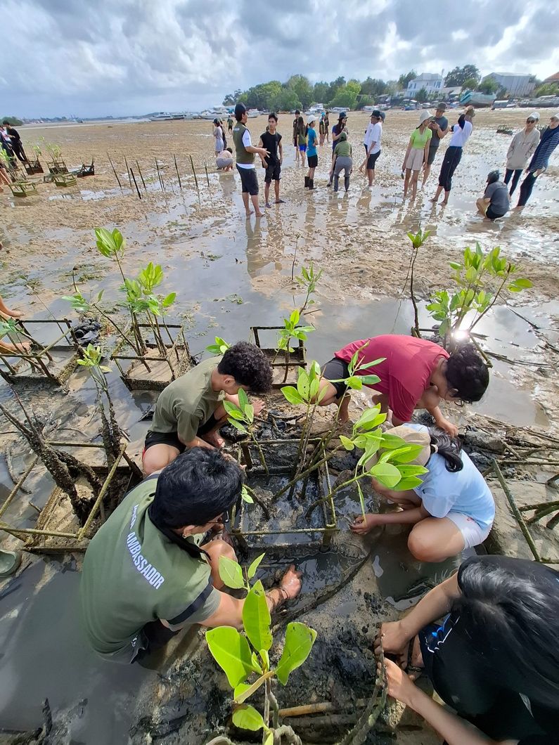 Volunteers planting mangrove seedlings in the mud at low tide